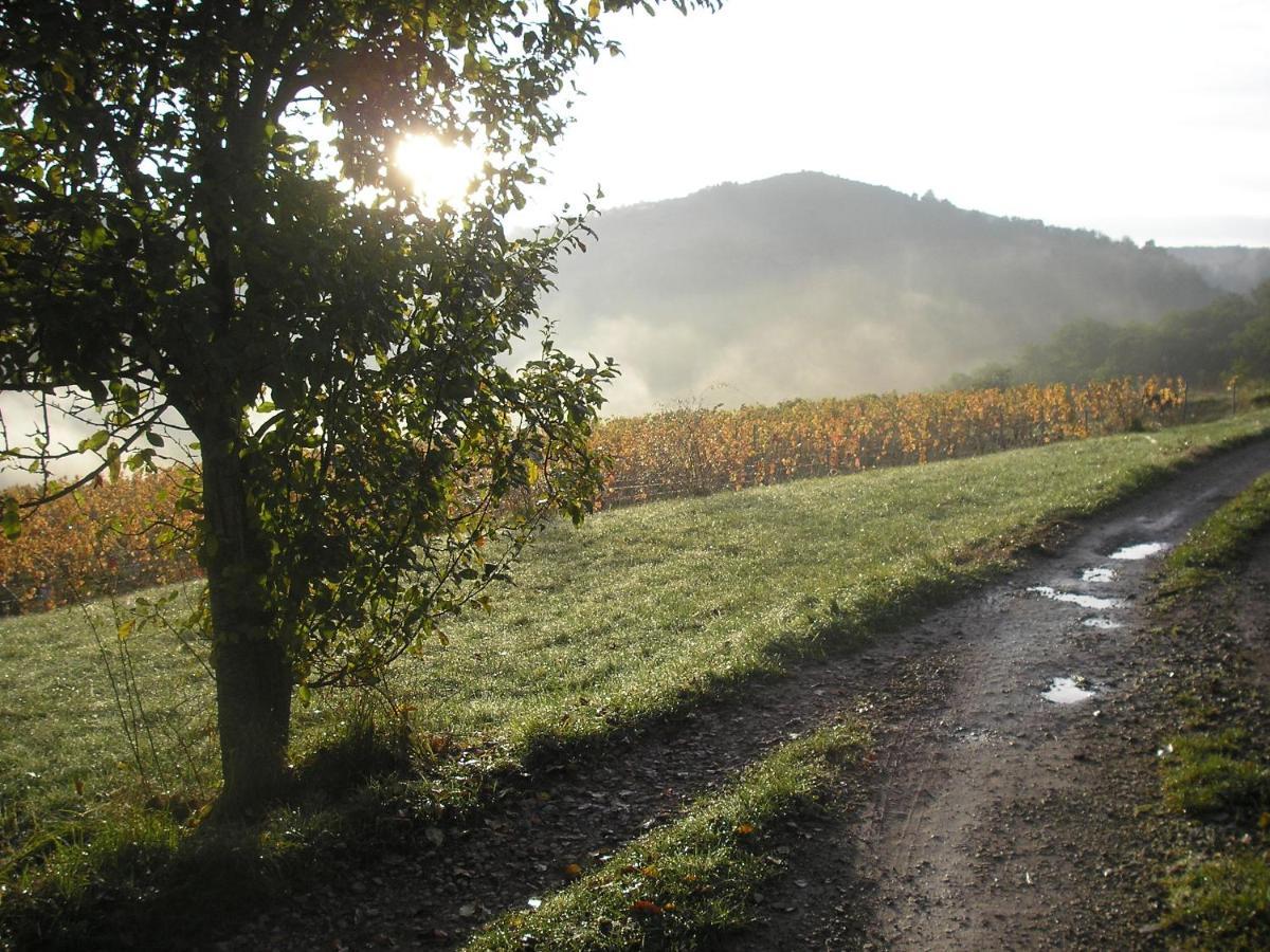 Maison Isolee Dans Les Vignes Et Les Bois Valady 외부 사진
